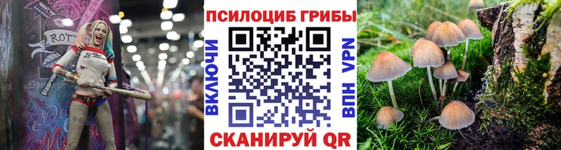 Псилоцибиновые грибы Psilocybe  Кузнецк 